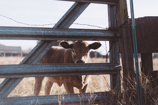 So you're a... VEGAN!